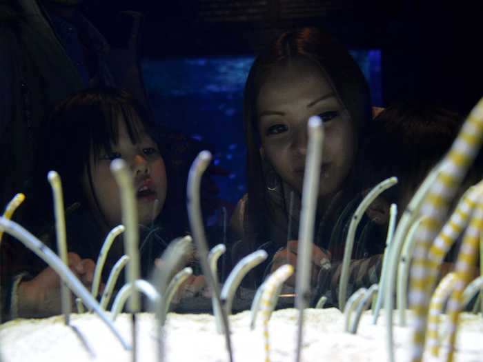 Since the March 1 closure, keepers noticed that the garden eels were hiding when people approached.