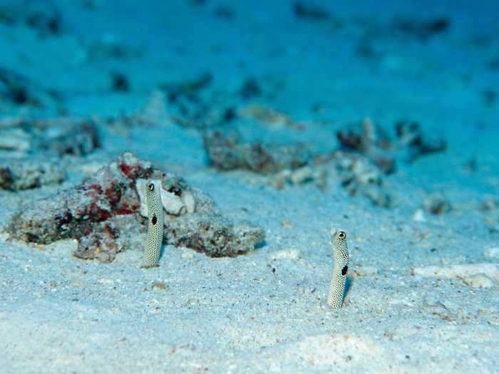 Keepers must be able to inspect eels to monitor their health and breeding, which is difficult when they hide from people.