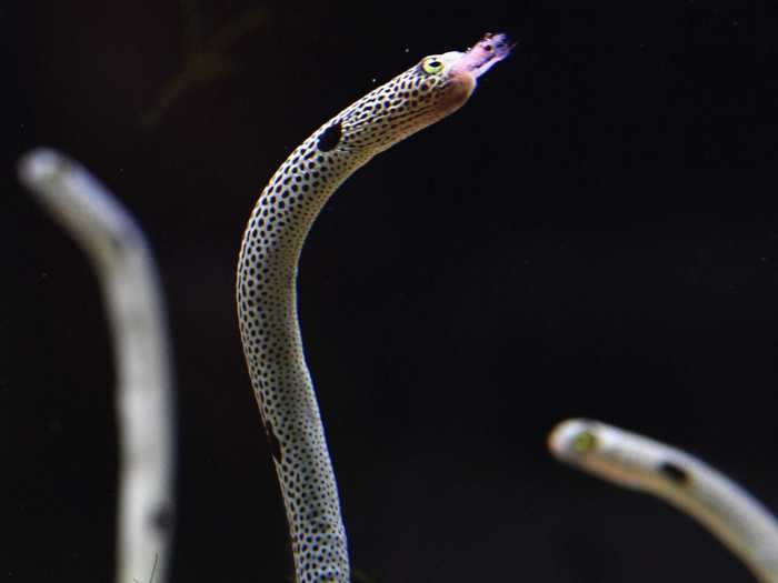 The aquarium came up with a unique solution: invite people to FaceTime the eels, so they can once again become accustomed to seeing humans.