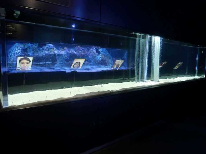 Five tablets were set up along the tank where the eels are kept.