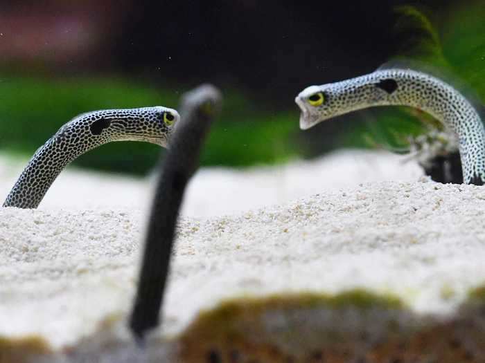 These tiny eels have been popular in Japan for years.