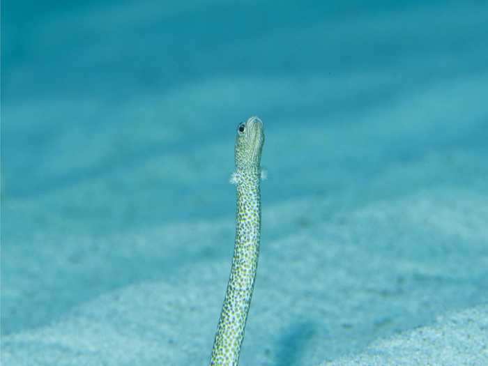 November 11 has been established as "Spotted Garden Eel Day" by the Japanese anniversary association.