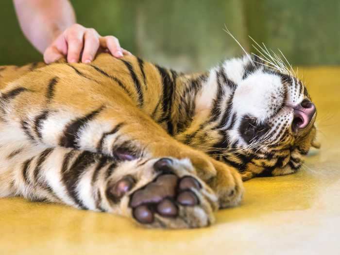 In 2001, Maldonado-Passage started letting customers play with tiger cubs, charging $25 to hold a cub for a few minutes and another $25 for a photo of the interaction. Around the same time, his first husband, Brian Rhyne, died of HIV complications.