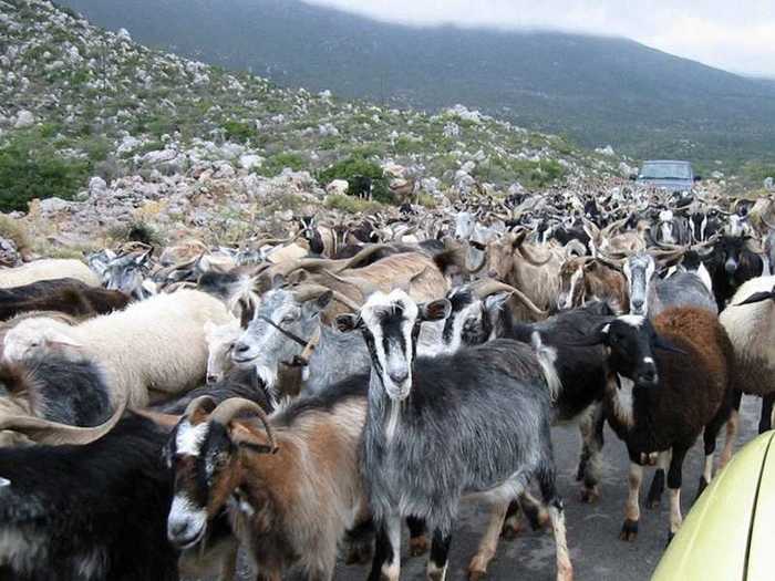 Herding occurs when individuals mirror the sometimes irrational actions of a group.