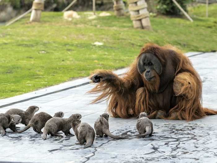 A group of otters bonded with a family of orangutans at a zoo in Belgium.