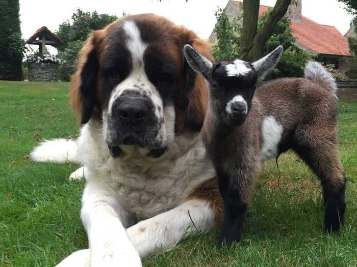 In Belgium, a baby goat found an unlikely companion in two Saint Bernard dogs after its mother died.