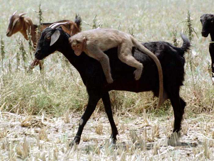 A monkey named Raami was spotted hitching a ride on the back of a goat in a southern Indian village.