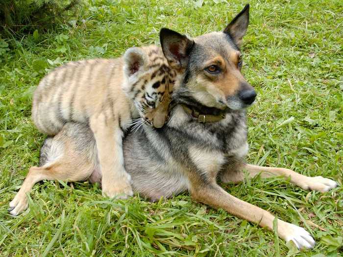 A dog nursed an Amur tiger cub at a zoo in Russia.