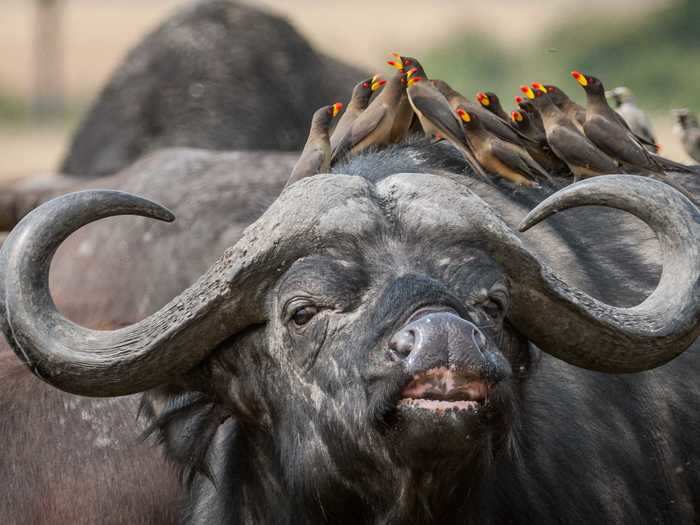 Birds stand in a line on the head of a buffalo in Kenya.