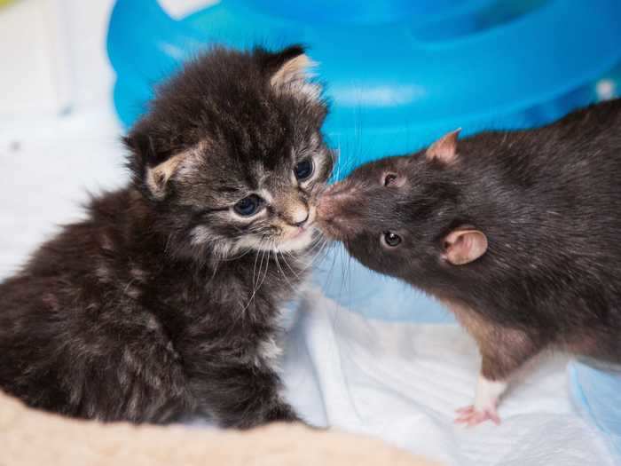 Rats can make reliable companions for kittens.