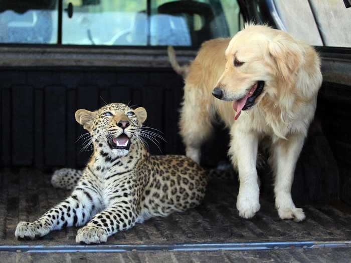 Dogs and cheetahs have similar dispositions and social structures, which can make for great friendships.