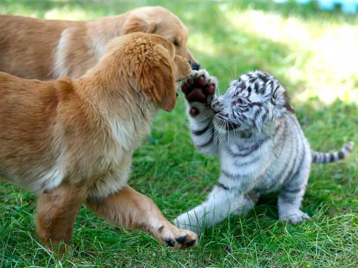 A white tiger cub plays with two golden retriever puppies. The cub and puppies were all milked by the puppies