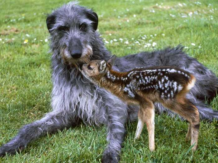 Dogs and deer are another example of social species that have the ability to form lasting friendships.