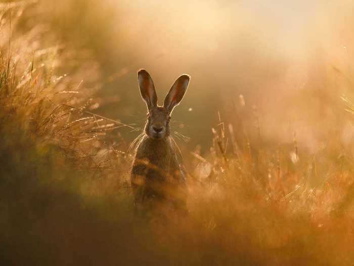 Peter Lindel was named the GDT Nature Photographer of the Year for 2020 thanks to this photo titled "A hare