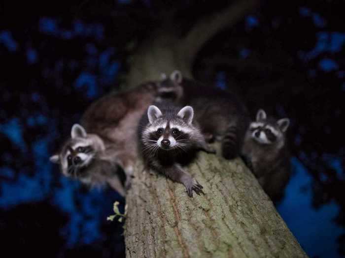 "Curious glances," captured by Jan Piecha, took fourth place in the mammals category.