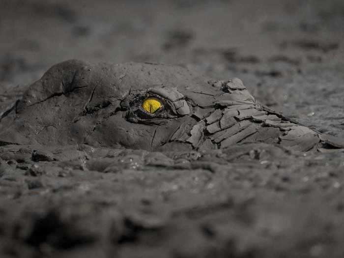 This arresting photo of a crocodile earned Jens Cullmann first place in the other animals category.