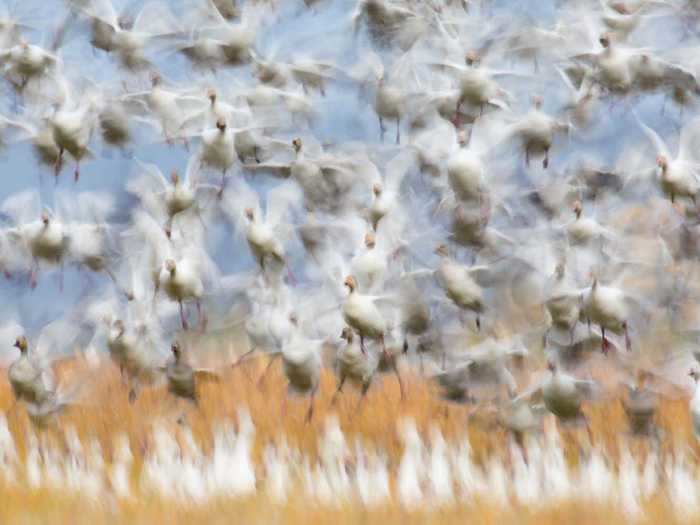 Flurin Leugger captured the chaos of birds in flight, winning him first place in the birds category.