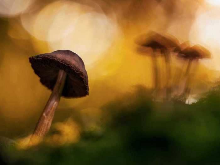 The aptly named "Fairytale world," taken by Florian Smit, came in fifth in the plants and fungi category.