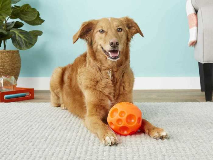 A bright orange ball to fill with treats and take your dog