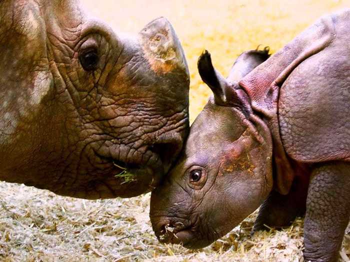 Watch a mother and daughter rhinoceros cuddle in their habitat.