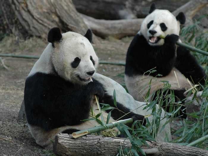 Tune into a real-time look at giant pandas Tian Tian and Mei Xiang, courtesy of Smithsonian