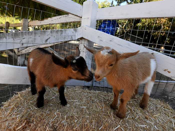 Watch a group of baby goats lounge in a nursery.