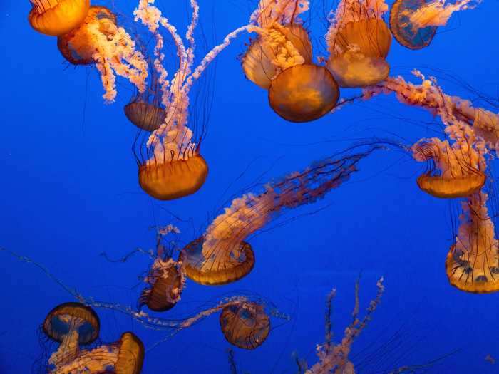 Monterey Bay Aquarium in California is livestreaming soothing views of jellyfish.