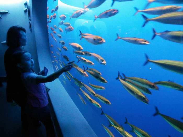 The aquarium also has live views of other sea species, like penguins, sharks, and otters.