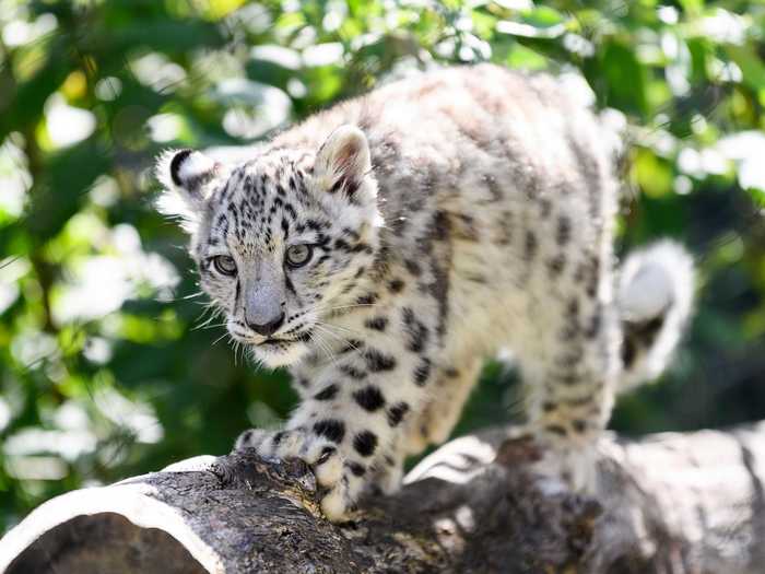 Virtually visit with snow leopard cubs, who might be sleeping in their "nesting box" or exploring their habitat at an Australia zoo.