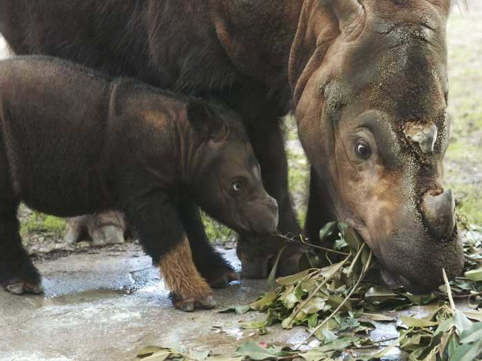 The Cincinnati Zoo hosts a Facebook Live "Home Safari" session every weekday.