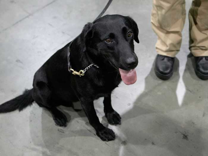 An animal sanctuary in Tennessee is livestreaming a room of elderly rescue dogs.