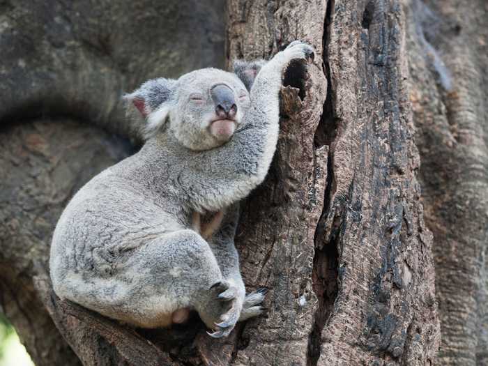 Watch penguins, koalas, and pandas from the San Diego Zoo.