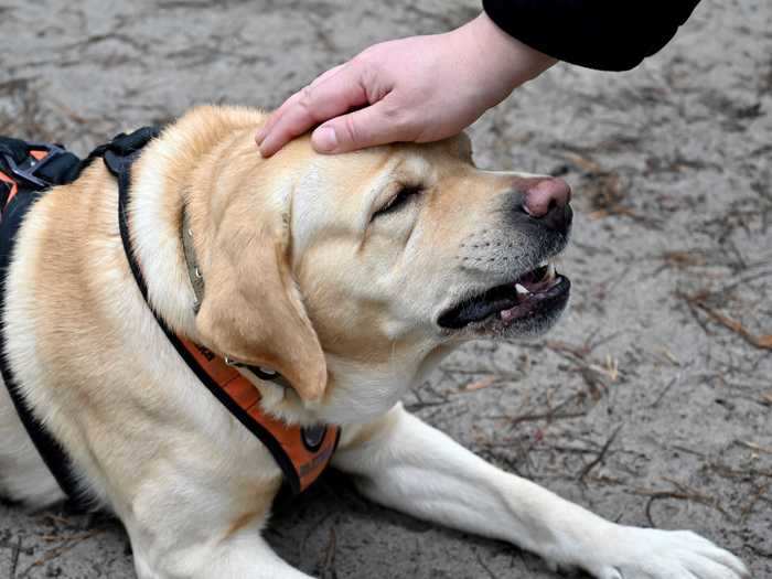 One charity livestreams its service dogs-to-be.