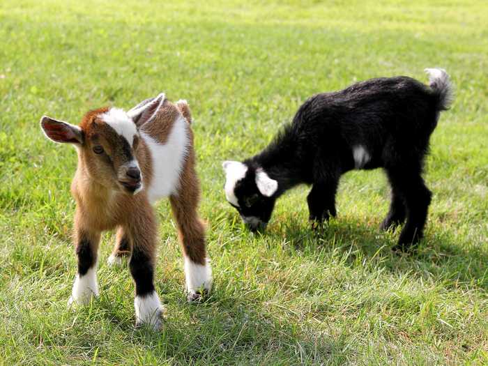 A farm in Indiana is giving fans even more views of baby goats living their adorable lives.