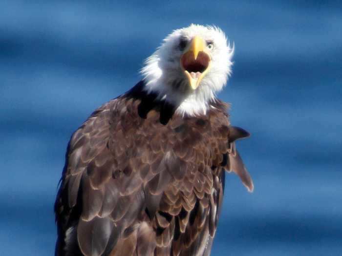 View majestic bald eagles found at Channel Islands National Park.