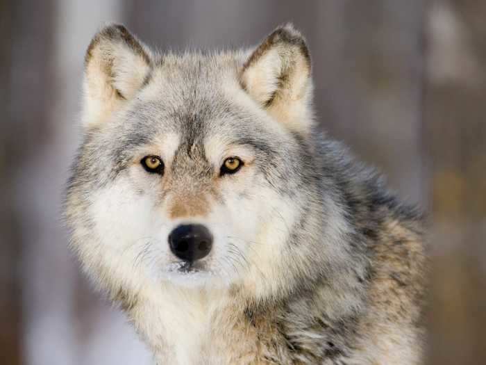 The International Wolf Center offers live views of its pack of wolves: Denali, Boltz, Axel, and Grayson.