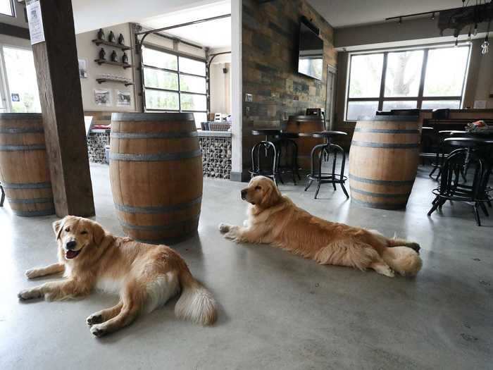 But Buddy and Barley were popular long before their delivery days. On a typical day at the brewery, they