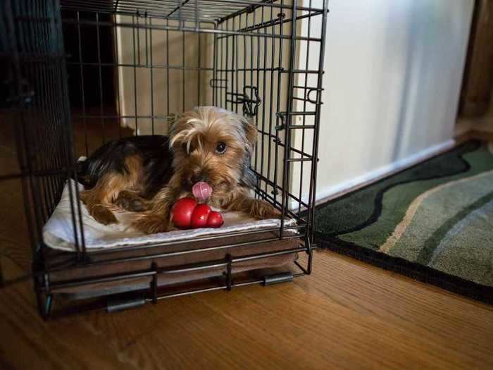 How to desensitize a dog to a crate