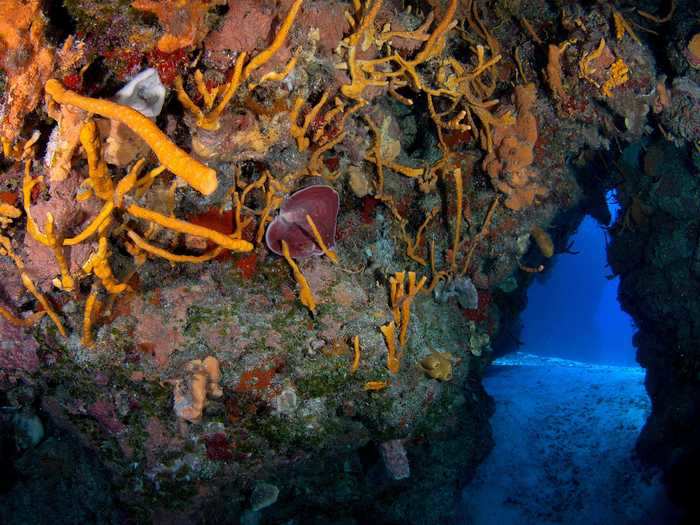 Vibrant reefs can grow on the walls of underwater caves in tropical waters, like this one in the Caribbean Sea off the island of Cozumel, Mexico.