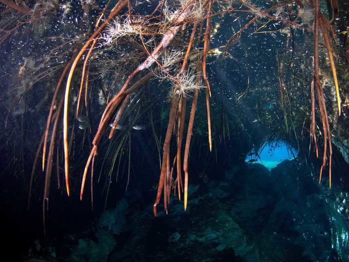 Mangrove roots hang from the ceiling of a cave in Casa Cenote near Tulum, Mexico.