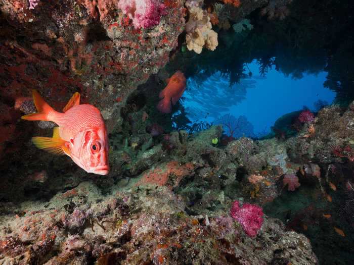 Squirrelfish are residents of underwater caves at the Namena Marine Reserve in Fiji.