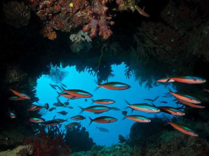 A shoal of neon fusilier fish swim by in a cave in at the Namena Marine Reserve.