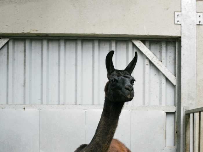 Could Winter, a chocolate-brown llama located on a research farm in Belgium, hold the key ingredient to help fight the novel coronavirus?