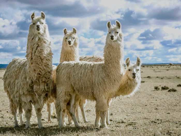 Llamas have long been coveted in the scientific community for their ability to produce something that humans don