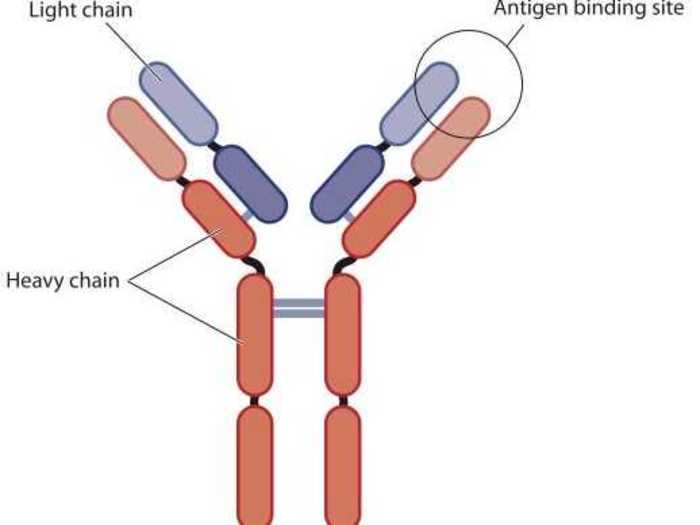 In human antibodies, heavy-chain proteins stretch the entire length of the Y shape, while the light-chain proteins are only on the arms of the Y.