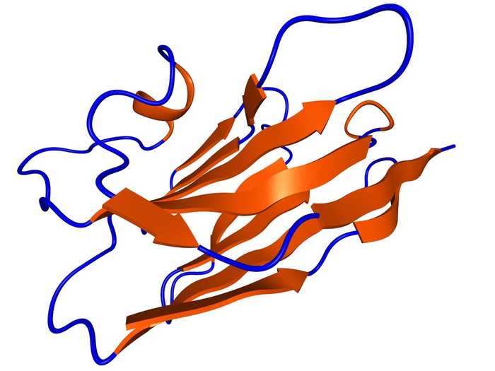 Nanobodies have been used in research for their ability to sneak into crevices and effectively block virus proteins. In this way, llamas are able to target some viruses more effectively than humans.