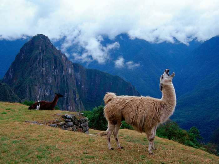 Llamas have also been used for research against other diseases. In 2018, a study found that llama antibodies, when fused together with a human protein, were effective in preventing mice from lethal doses of influenza.