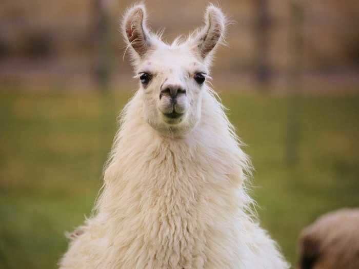 And a 2014 study, also conducted in cell culture, found that one llama antibody was able to neutralize over 95% of HIV strains, providing insight into possible therapy treatments.