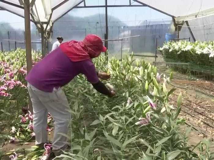 Without their usual sales, farmers have had their work cut in half and been tasked with shredding the flowers.