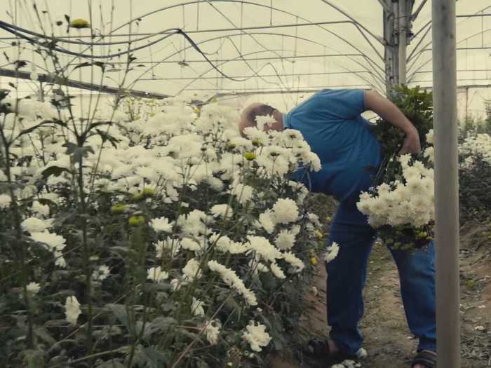 Instead of harvesting flowers to be packaged and sold, the few workers left at these nurseries cut the crops and throw them in the trash.